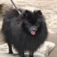 Baloo es un pomerania color negro (macho) su edad es 1 año 11 meses, es el consentido de casa